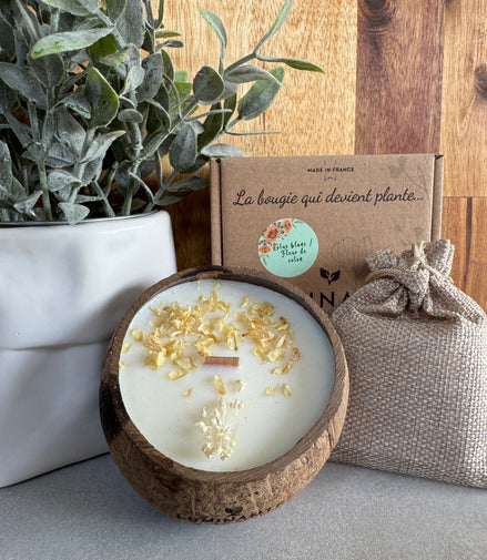 LA BOUGIE QUI DEVIENT PLANTE LOTUS BLANC-COTON